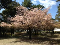 奈良の桜 2013/04/11 22:16:44