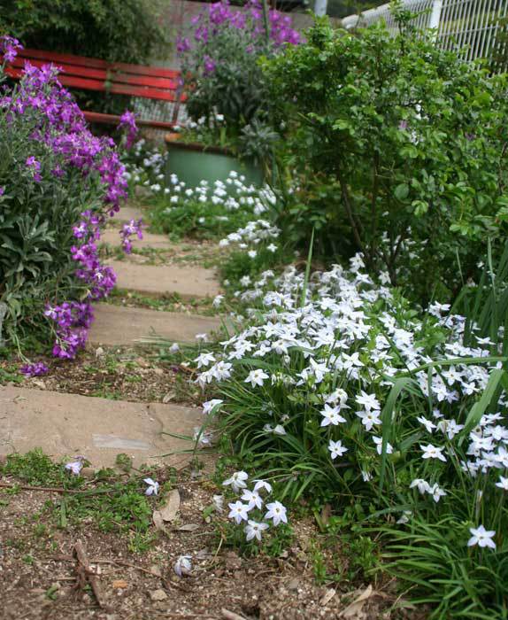 庭の花を眺めて スプレー咲きストック