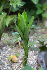 百合の芽、すずらん芽が出てる。 2019/04/20 09:17:35