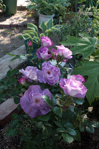 iroseで購入新入り　ブルーフォーユー　 2019/05/11 11:14:10