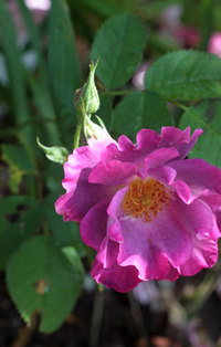 薔薇一輪 2019/05/15 10:13:52