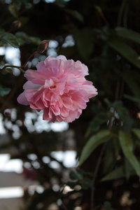 薔薇ピークはまだ。 開花始めた薔薇達 2019/05/08 09:20:55
