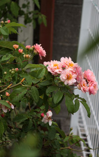 コーネリア 2019/06/11 17:24:31