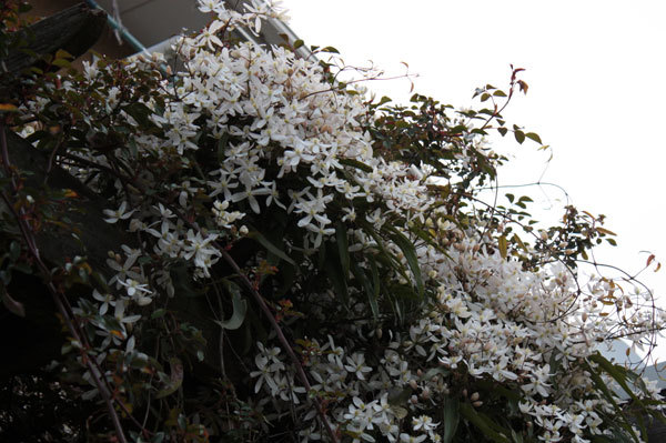 花いっぱい
