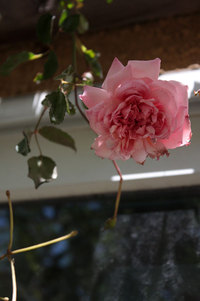 薔薇に開花の兆しが　フランソワジュランビル　コデマリ 2020/04/24 14:05:31