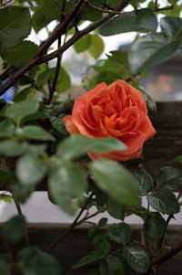 薔薇 咲く　パットオースチン 2020/04/26 11:35:25