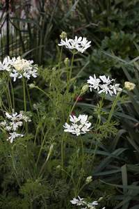 成長が早い草花 2020/04/09 11:38:28