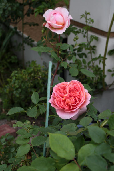 庭の花を眺めて ボスコベル鮮やかに咲いている 草花も一杯に