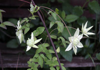 今日は草花　 白万重 2020/05/20 09:28:50
