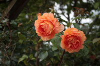 切り花で楽しもう　グラニーがこれから