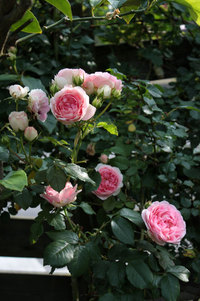 今日も薔薇しかない 2020/05/30 10:53:11