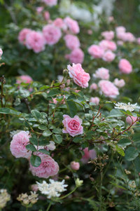 ピンクの薔薇　爆咲 2020/06/05 21:16:44