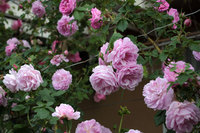 不安定な気候ですね。薔薇はぼつぼつ 2021/05/12 17:36:26
