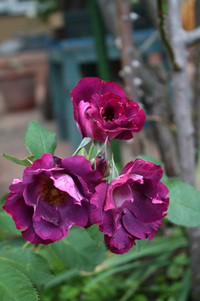 薔薇がボロボロでやる気なし 2021/06/16 13:39:31