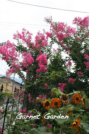 庭の花を眺めて 秋近し 薔薇にも目が向く