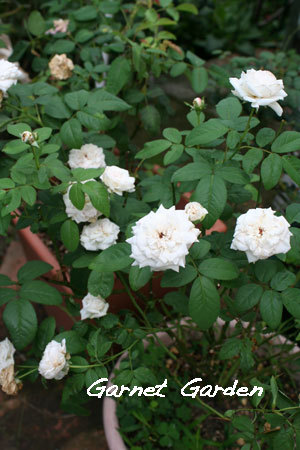 庭の花を眺めて 秋近し 薔薇にも目が向く