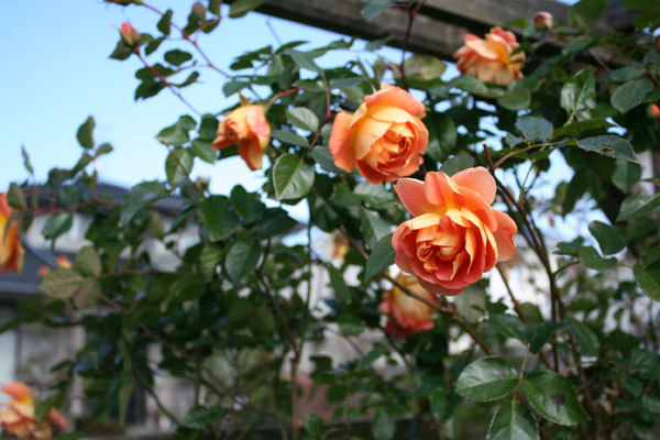 庭の花を眺めて パットオースチンまだまだ美しい