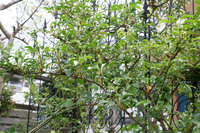 今日は蒸し暑い　雨後はいっそう植物が成長
