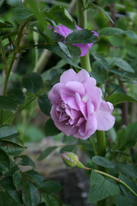 もう少し寝ていたかったけどやっぱり朝の薔薇が見たかった 2017/05/20 07:42:04