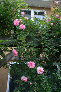 薔薇全盛