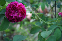 まだいけるよ薔薇　シャルル・ド・ミルが美しい 2017/05/23 07:12:19