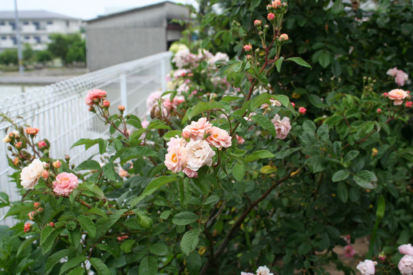 庭の花を眺めて 17年05月