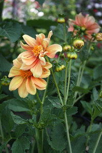 イエローの花　薔薇等 2017/06/16 09:53:23