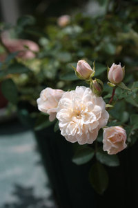 ミニ薔薇まで手を出すなんて、、、、