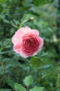 夏の薔薇は