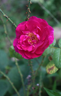 あの百合は結局。薔薇の開花も止められない。