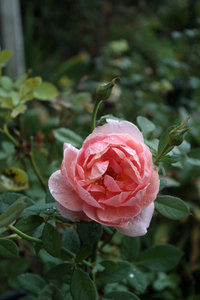 見たくない物。薔薇の咲き方が秋が近いと予告。 2017/08/15 15:31:41