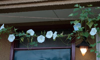 花達が喜ぶ季節。蜘蛛の糸。 2017/09/10 08:41:51