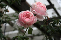 薔薇が咲いている。捨てようかと思う薔薇