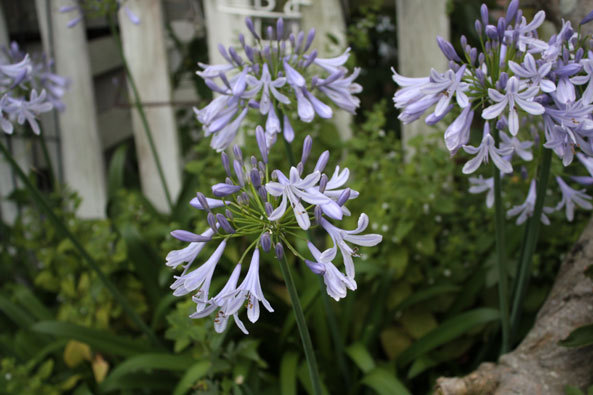 庭の花を眺めて 17年06月