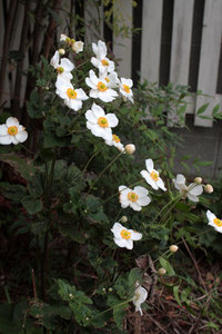秋のお花　シュウメイギク　薔薇もみずみずしく咲く頃 2018/10/23 11:41:53