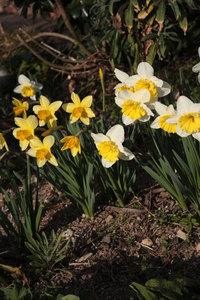 ご無沙汰しています。元気です。薔薇も芽吹いています。 2018/03/13 17:11:30