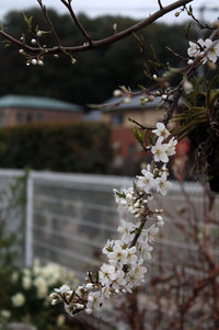 春の花桜の時期にすももの花など 2018/03/21 13:17:15