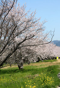 桜満開　意外とお花見には興味なしかな？ 2018/03/30 10:52:55