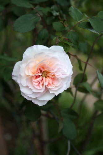 庭の花を眺めて 18年04月14日