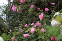 花盛りな庭 2018/04/30 10:34:22
