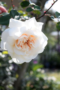薔薇ソンブロイユの開花と蘭の花