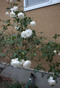 まだ咲かせている 薔薇　誘引はほぼ出来た 2020/01/08 09:34:04