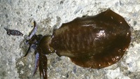 探し物は、なんですか？