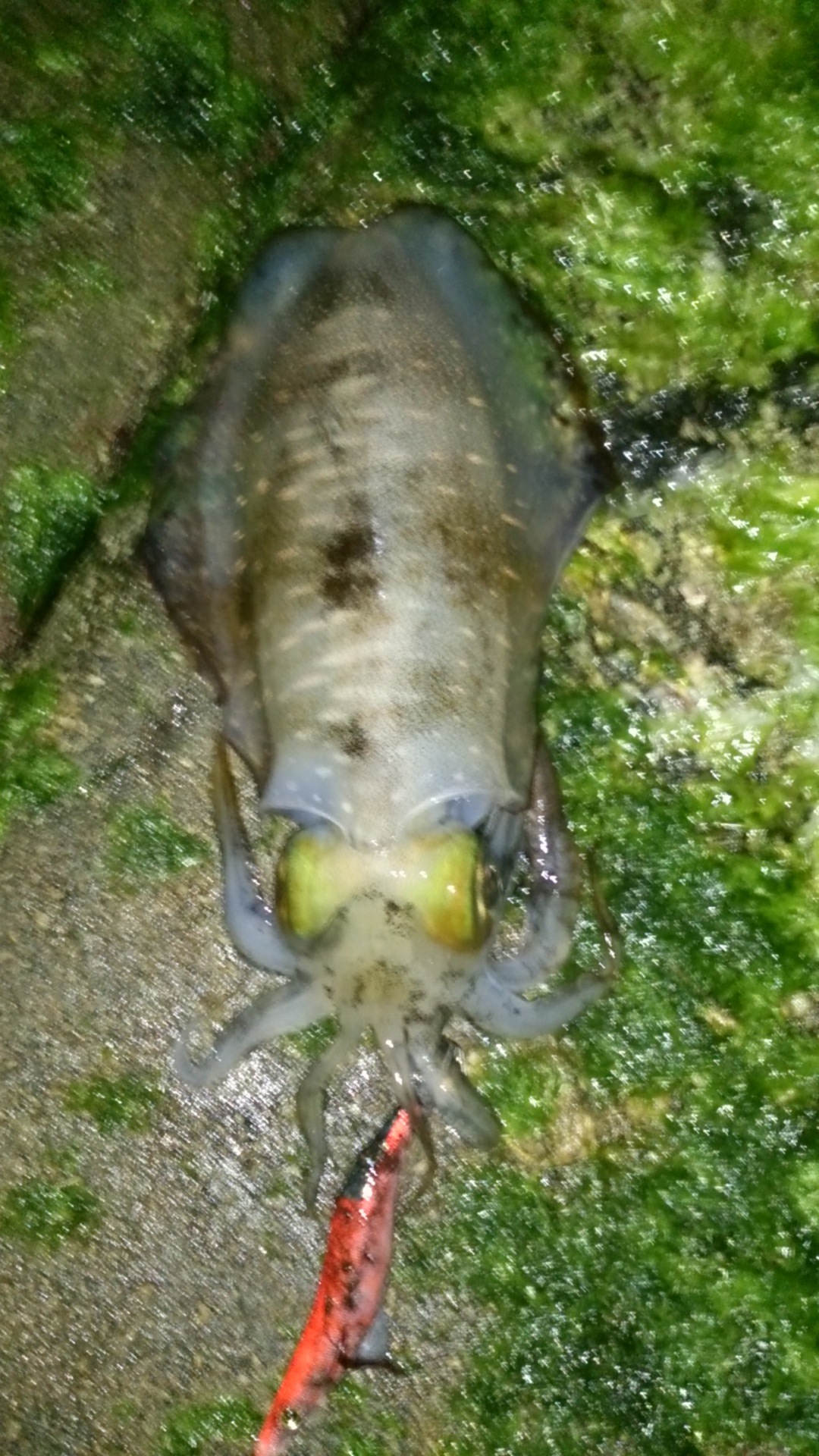 ドドシャロー