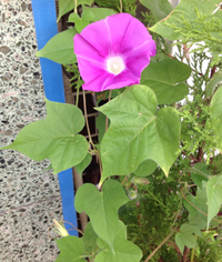朝顔通信とお花たち。 2013/07/09 12:00:00