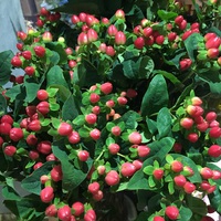 紅葉ヒペリカム 2015/10/05 19:11:43