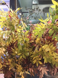 秋のお花とドライ♪ 2015/10/14 15:25:58
