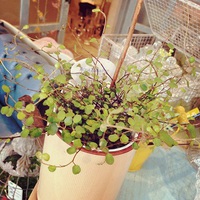 育々と… 2015/05/18 19:46:05