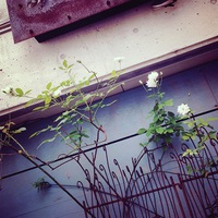 White Rose ♪ 2015/06/14 10:39:20