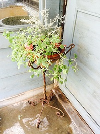 寄せ植え＊ 2015/04/29 18:15:02